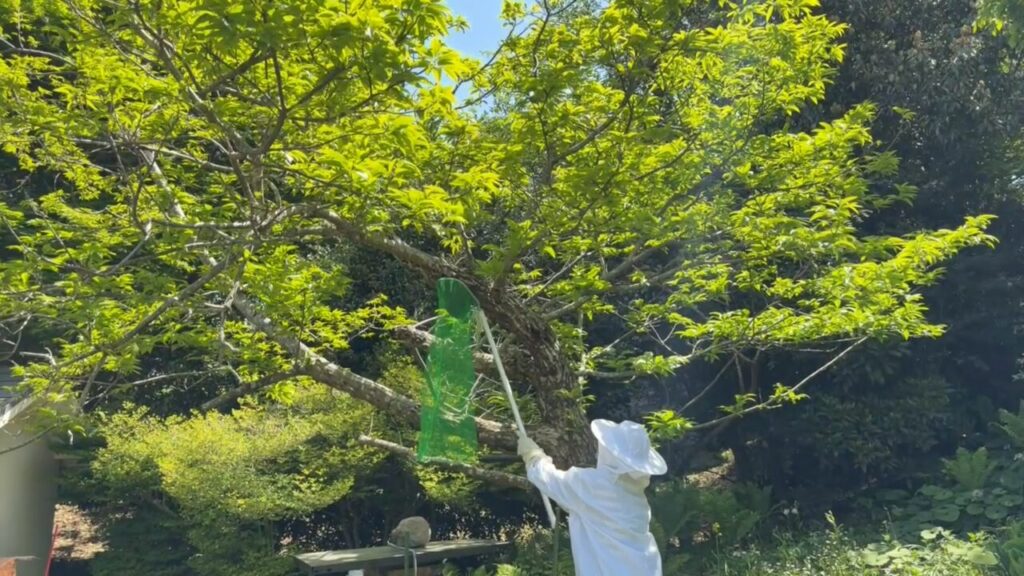 強制捕獲をしているところ